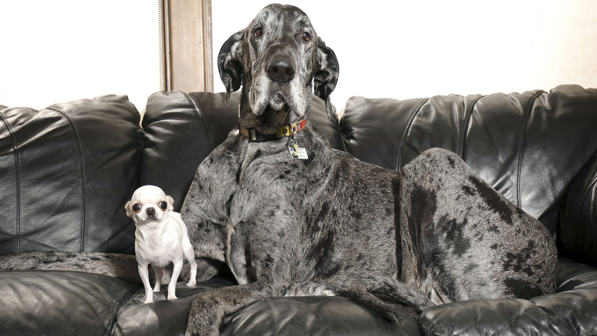 World's tallest and smallest dogs meet up for a playdate
